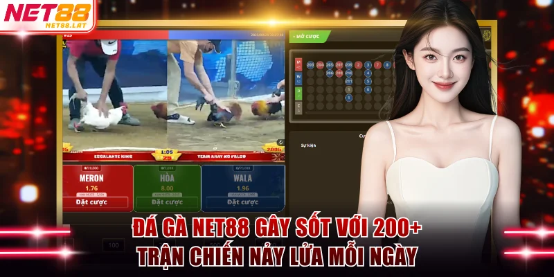 Đá Gà NET88 Gây Sốt Với 200+ Trận Chiến Nảy Lửa Mỗi Ngày