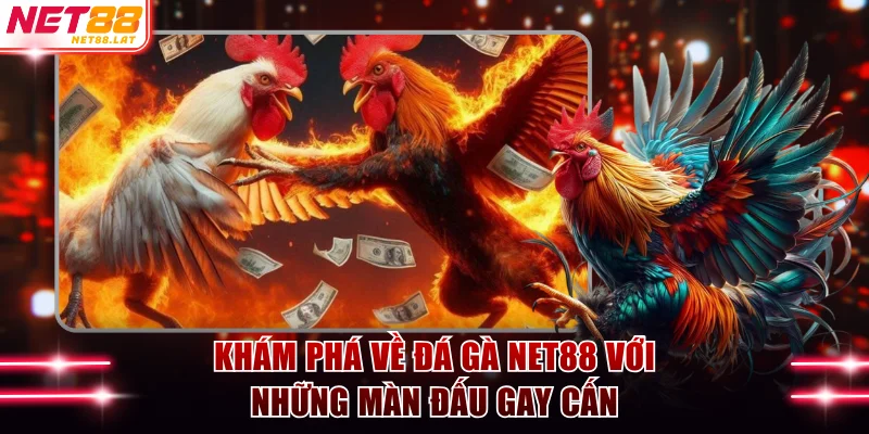 Khám phá về đá gà NET88 với những màn đấu gay cấn